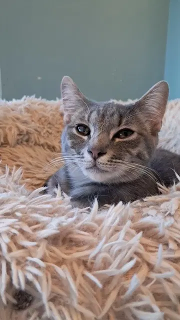 Hildy - Domestic Short Hair