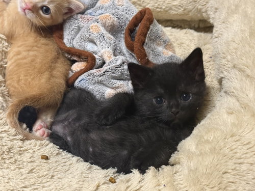 Danger Noodle, an adoptable Domestic Short Hair in St. Augustine, FL