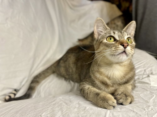 Arya, an adoptable Domestic Short Hair in St. Augustine, FL