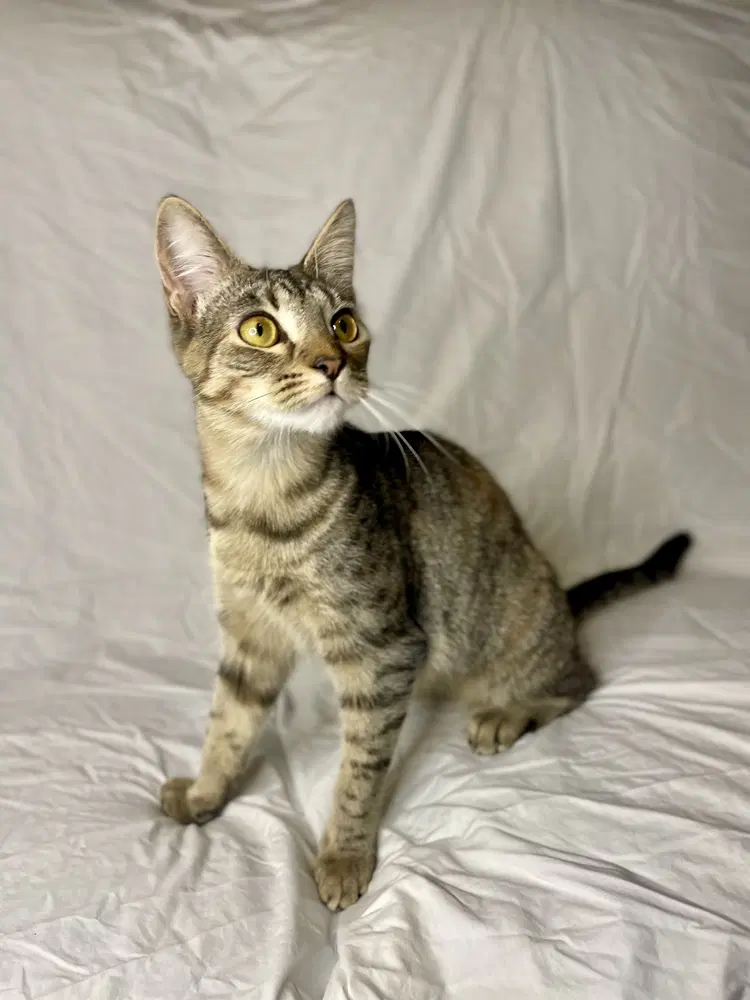 Sansa - Domestic Short Hair