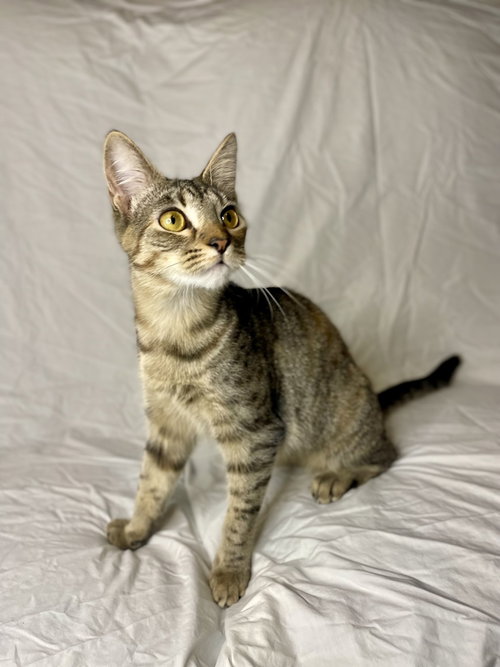 Sansa, an adoptable Domestic Short Hair in St. Augustine, FL