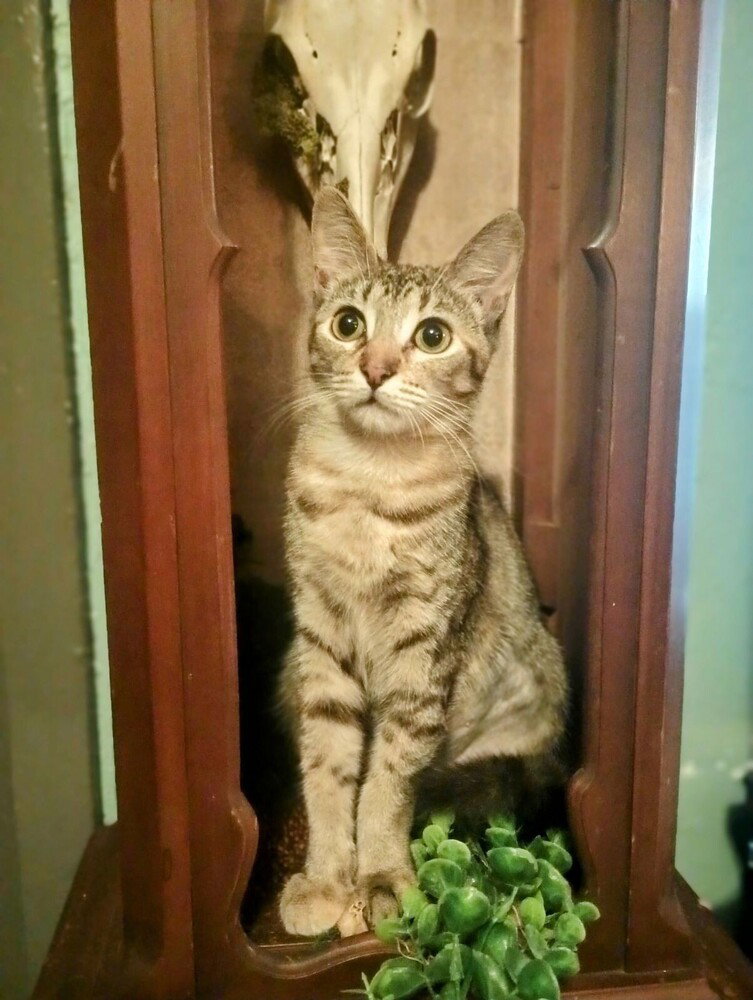 Sansa, photo 3