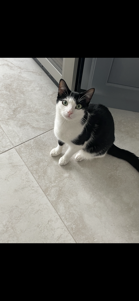 Oreo