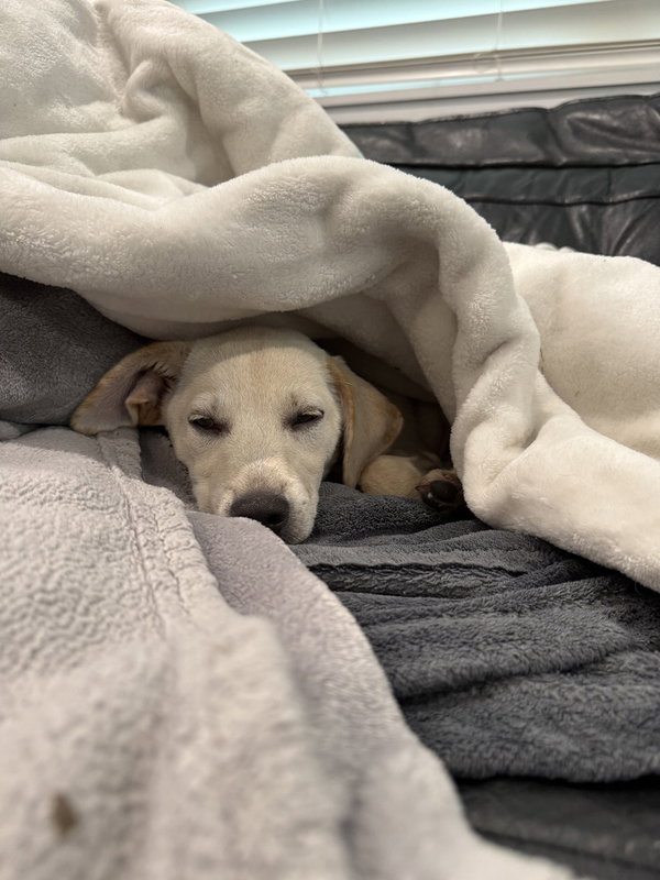 Rosie