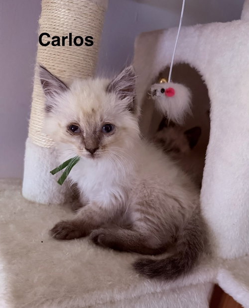 Carlos