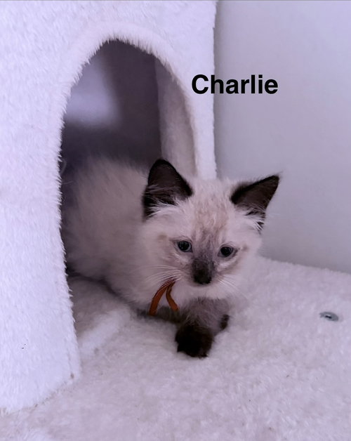 Charlie
