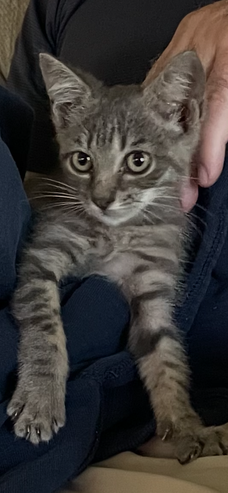 Lil' Rascal