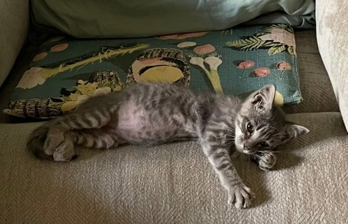 Lil' Rascal photo 2