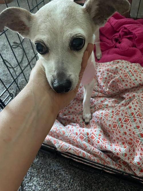 Chloe, an adoptable Jack Russell Terrier in St. Augustine, FL