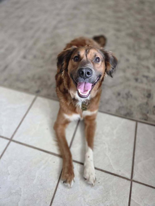Rocky, an adoptable Australian Shepherd in St. Augustine, FL