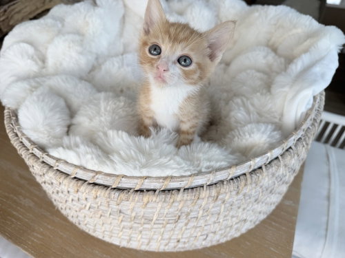 Yeehaw, an adoptable Domestic Short Hair in St. Augustine, FL