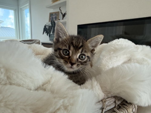 Hootenanny, an adoptable Domestic Short Hair in St. Augustine, FL