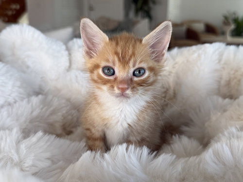 Howdy Doody, an adoptable Domestic Short Hair in St. Augustine, FL