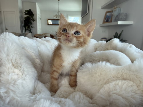 Cowboy, an adoptable Domestic Short Hair in St. Augustine, FL