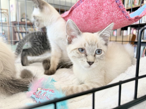 Sheldon, an adoptable Siamese in St. Augustine, FL