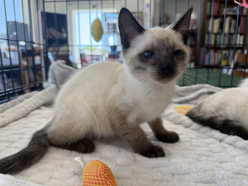 Betty, an adoptable Siamese in St. Augustine, FL