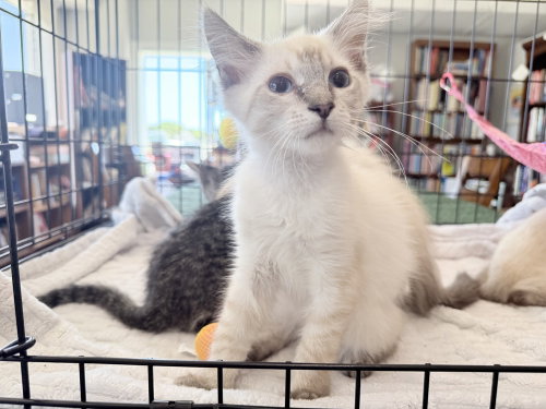 Carlos, an adoptable Siamese in St. Augustine, FL