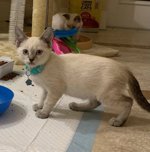Everest, an adoptable Siamese in St. Augustine, FL