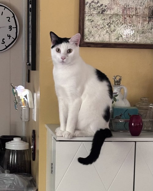 Tuxy