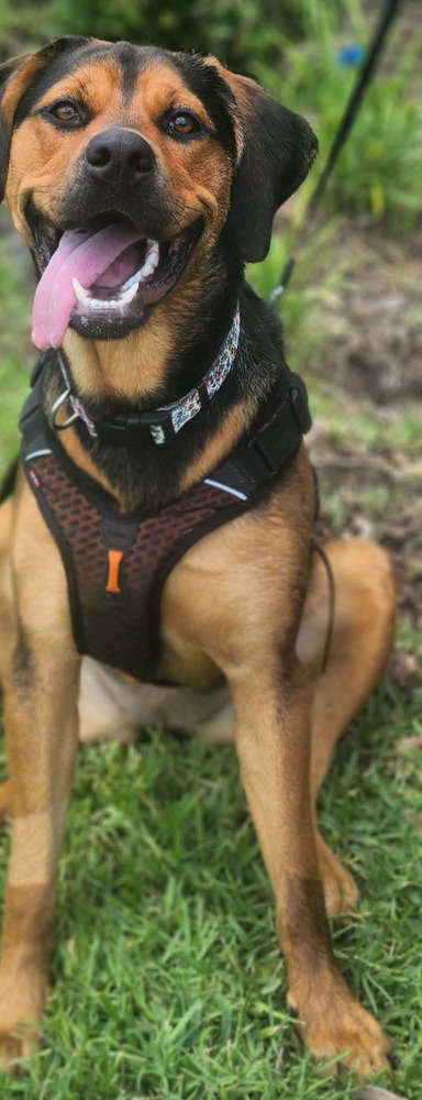 Nala