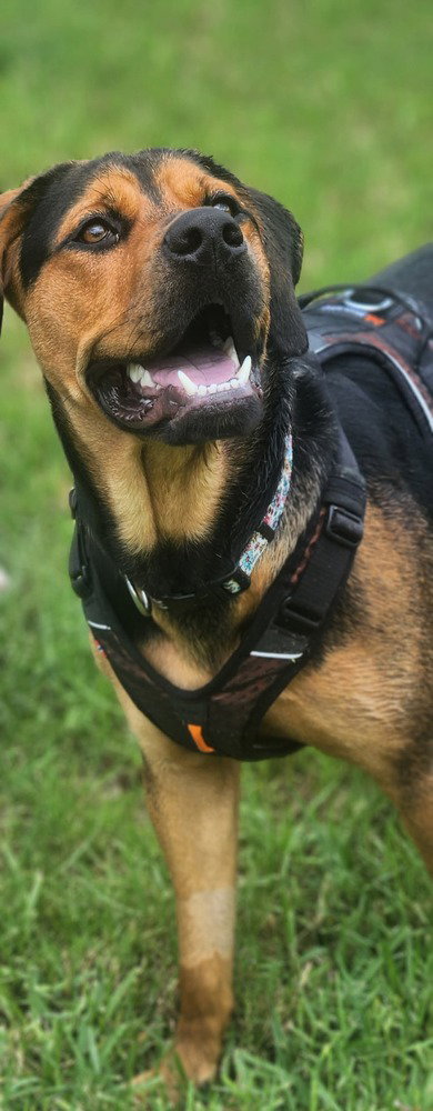 Nala photo 2