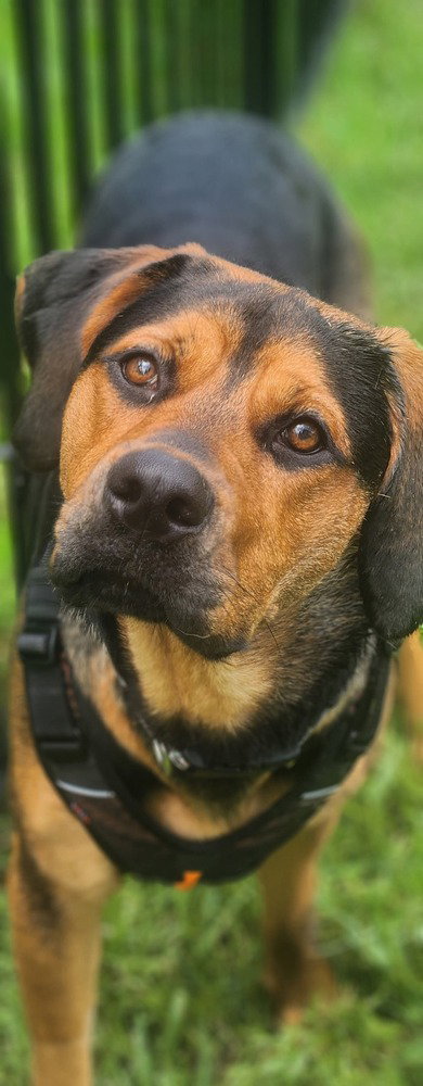Nala