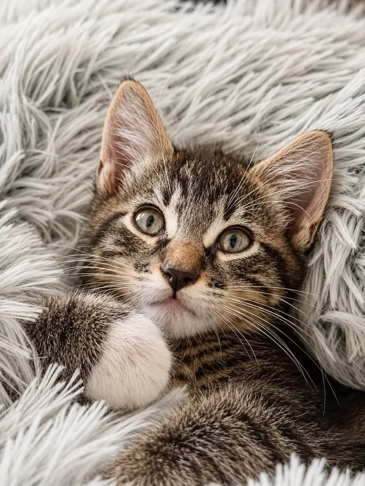 Apollo - Domestic Short Hair