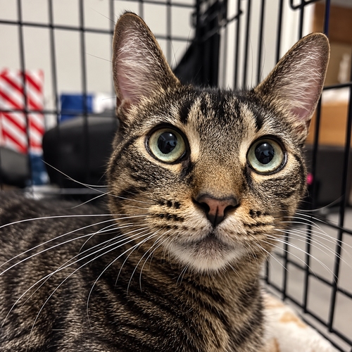 Sphynx, a cat for adoption from Ayla's Acres No-Kill Animal Rescue