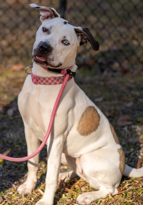 picture of the dog needing adoption