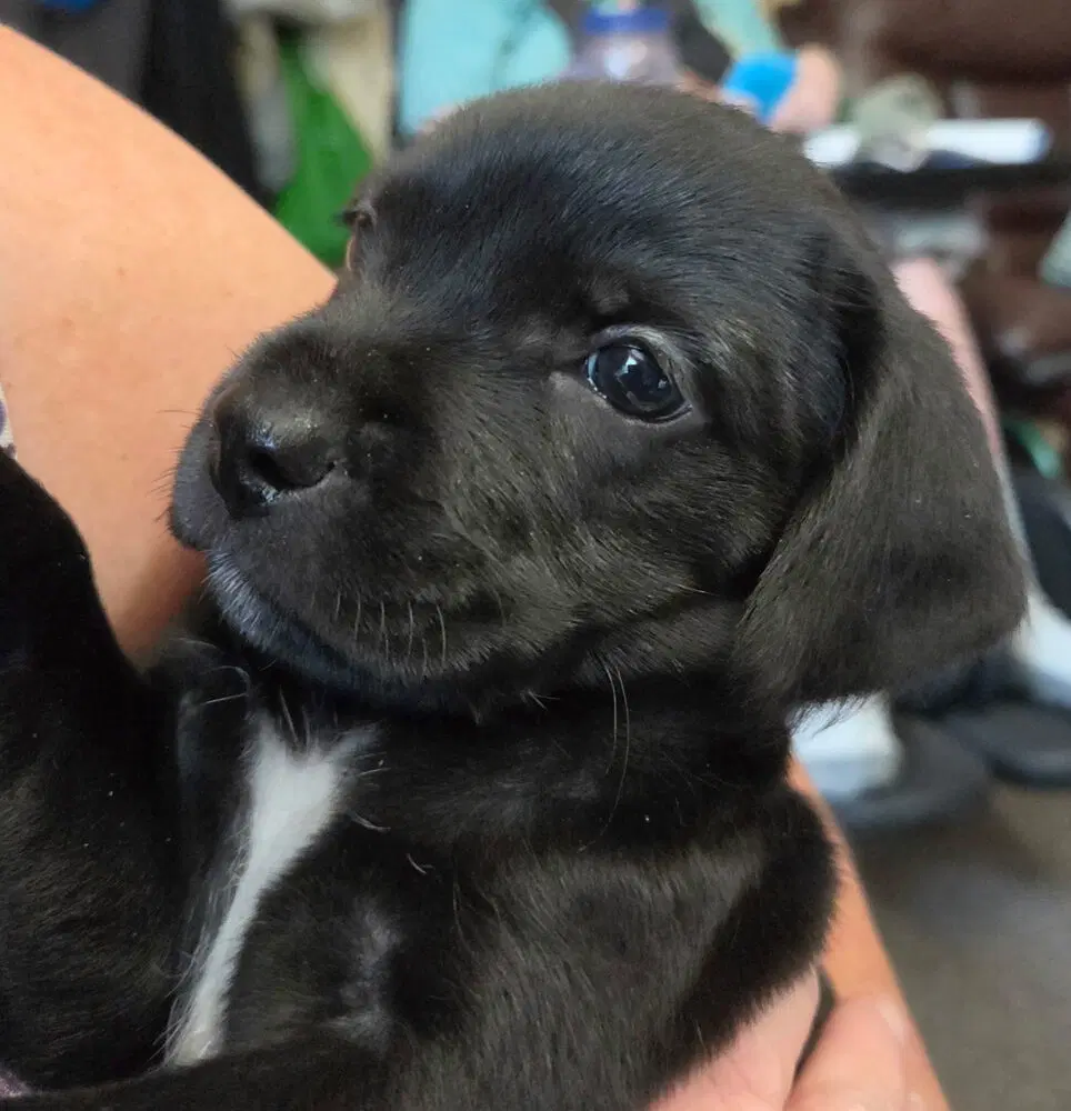 Hershey - Terrier