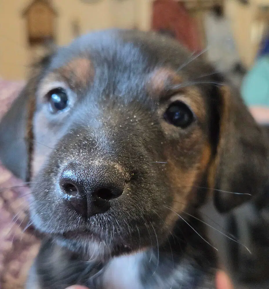 Reeses - Terrier