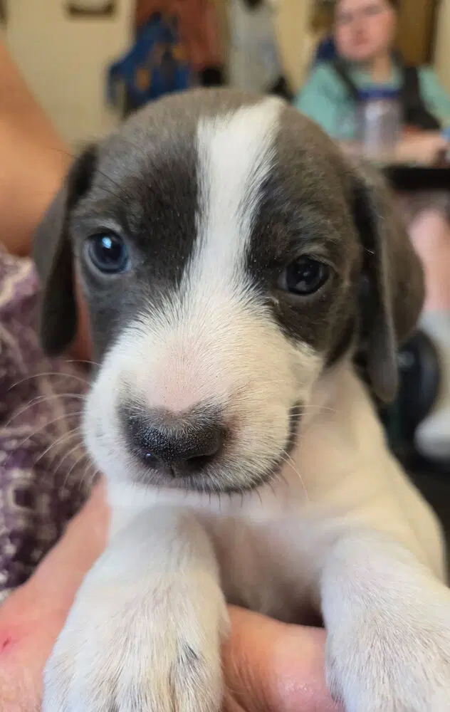 Nugget - Terrier