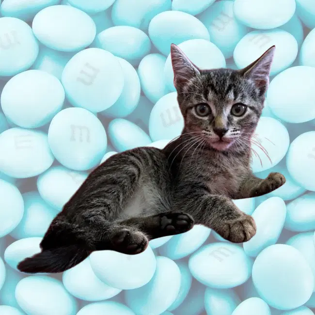 Mm - Domestic Short Hair