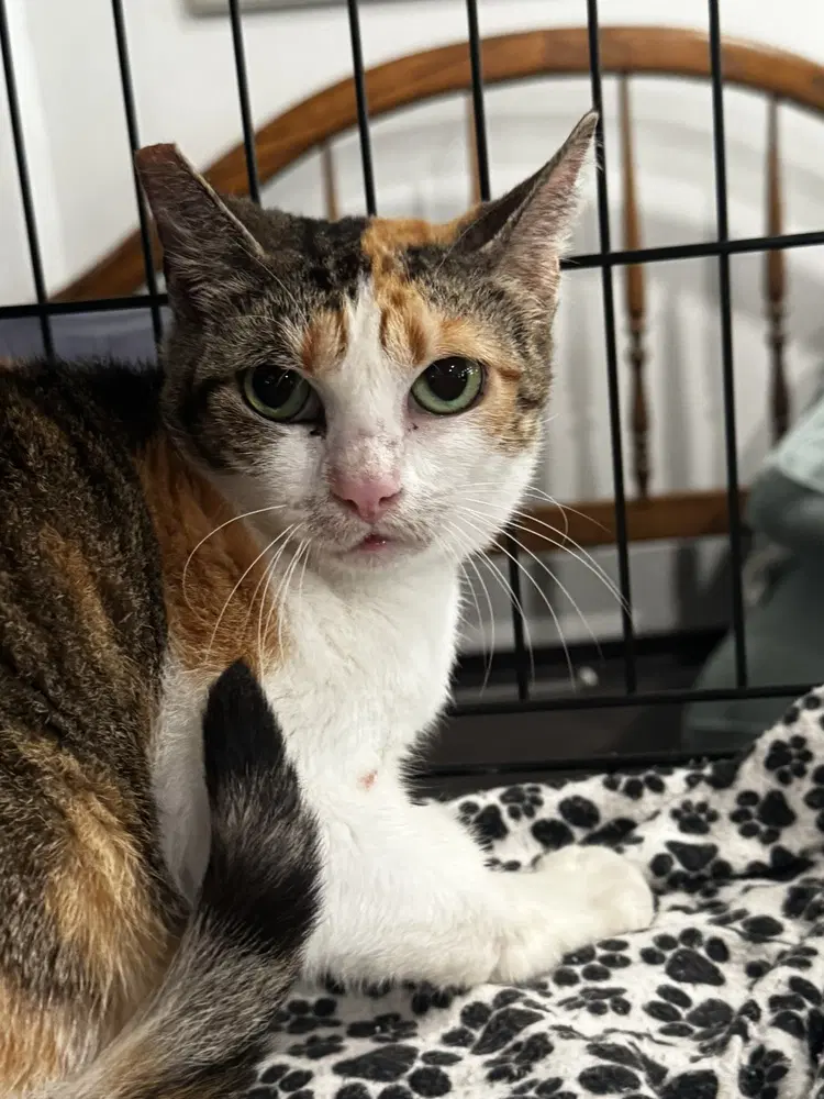 Lia - Domestic Short Hair