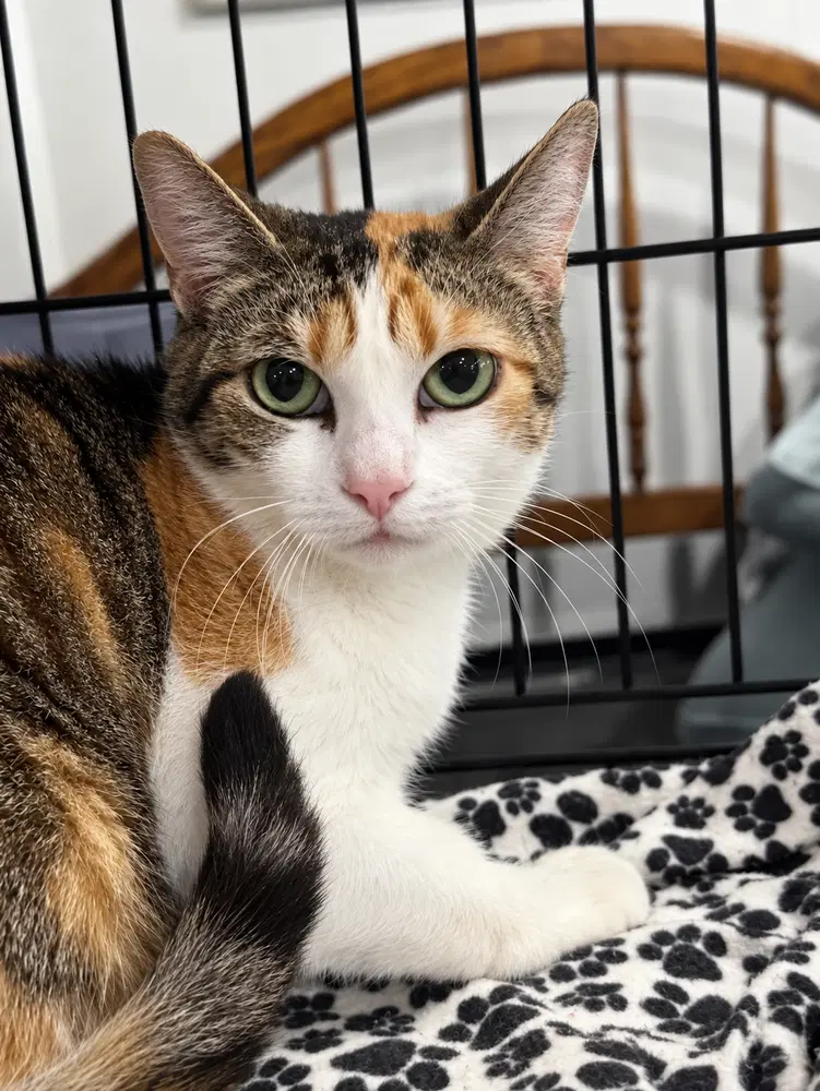 Lia - Domestic Short Hair