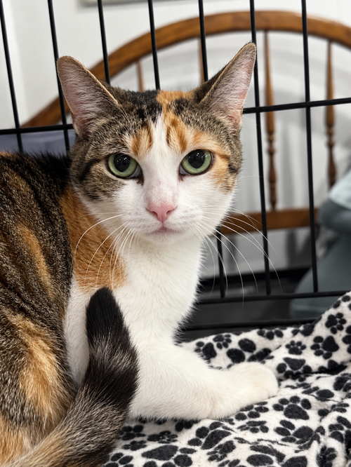 Lia, a cat for adoption from Ayla's Acres No-Kill Animal Rescue