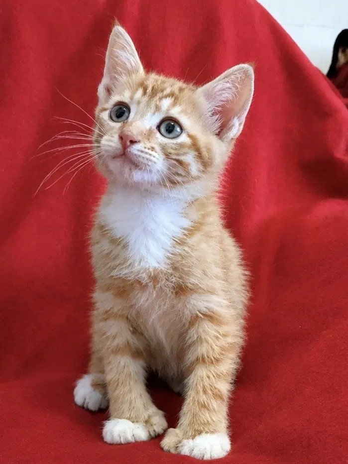Pikachu - Domestic Short Hair