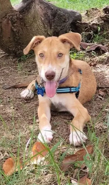 Scooby image 1