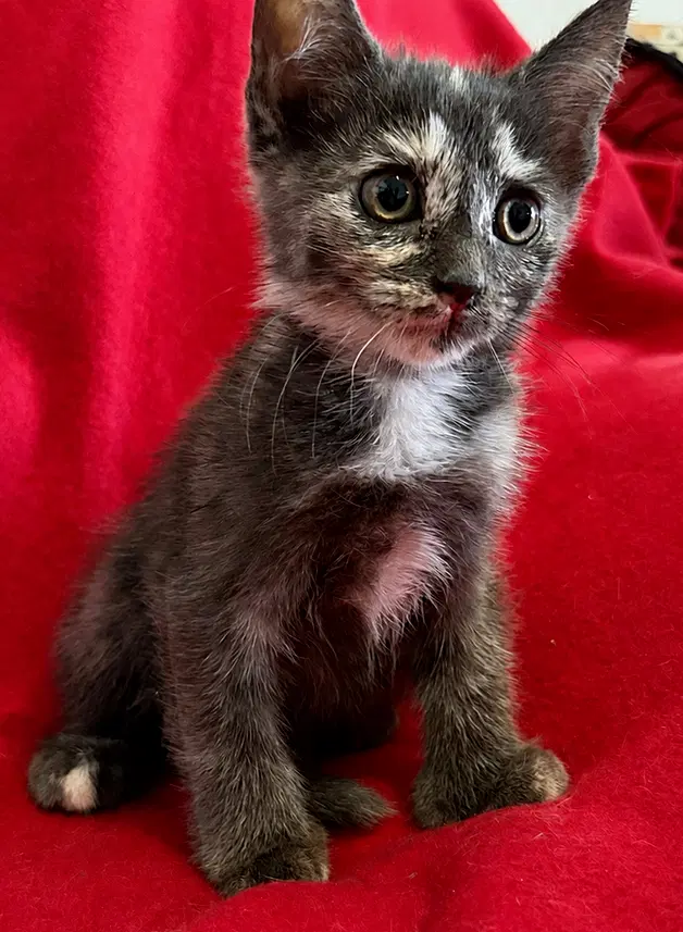 Phantom - Domestic Short Hair