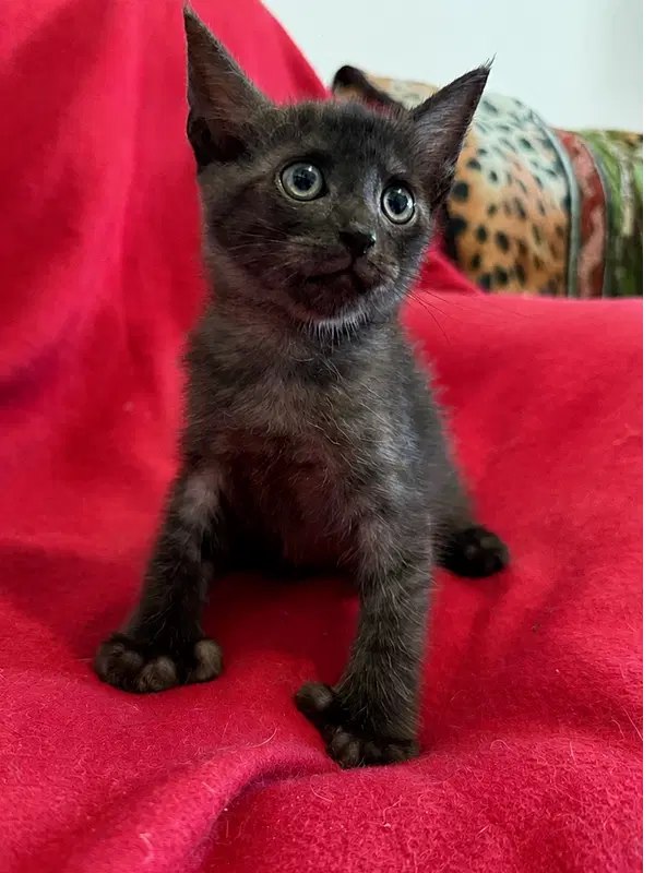 Batman - Domestic Short Hair