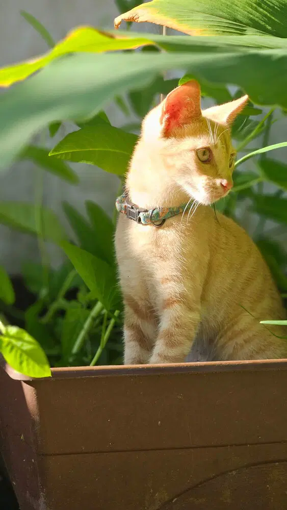Goblin - Domestic Short Hair