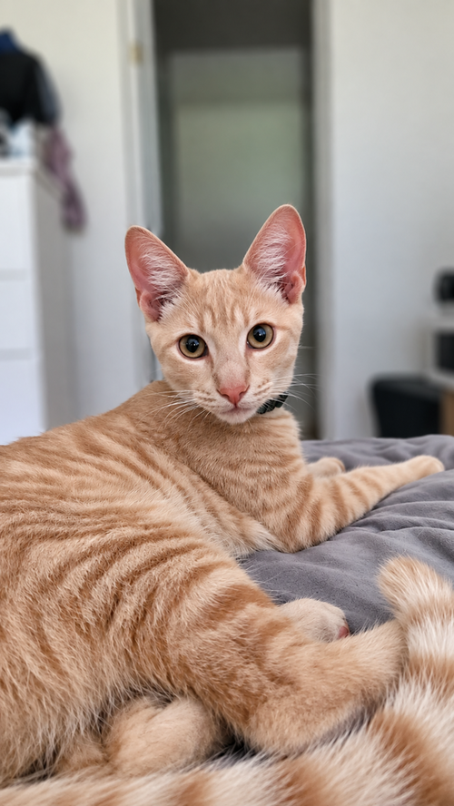 Goblin, a cat for adoption from Ayla's Acres No-Kill Animal Rescue
