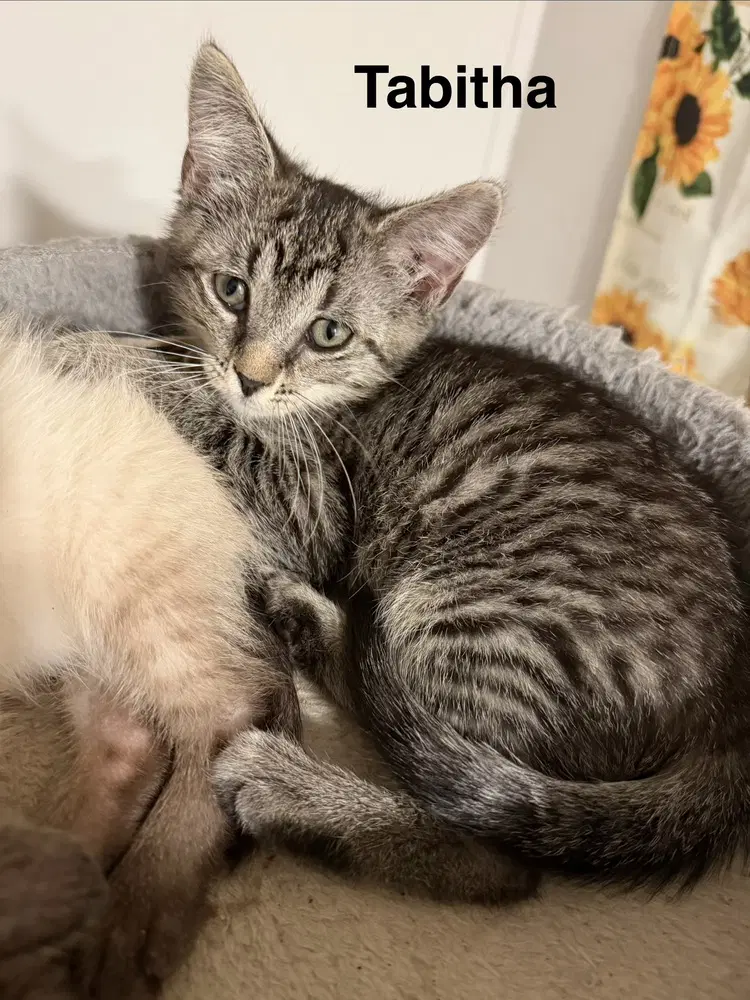 Tabitha - Domestic Short Hair