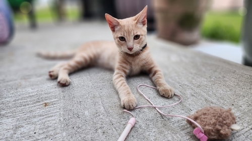 picture of the cat needing adoption