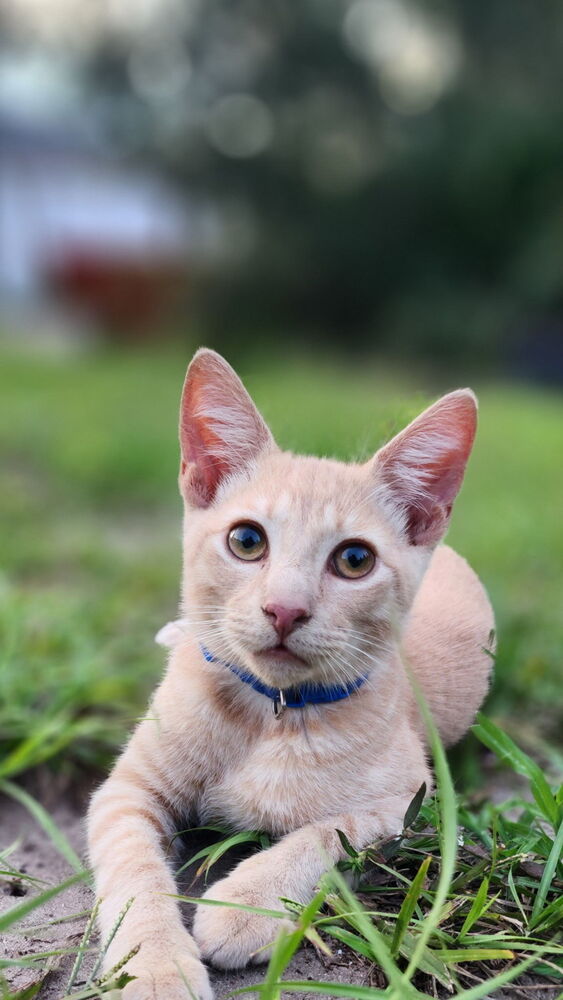 Bluey