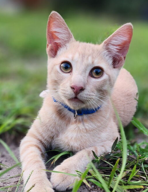 Bluey, a cat for adoption from Ayla's Acres No-Kill Animal Rescue