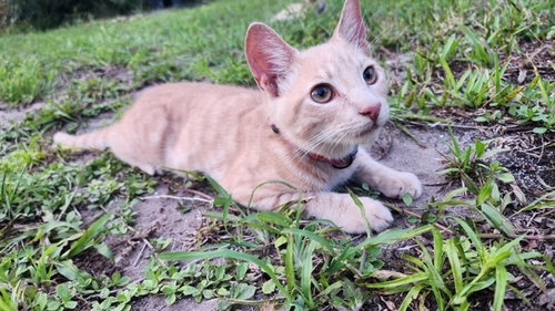 picture of the cat needing adoption