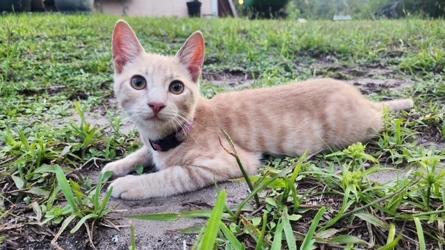 Pippin