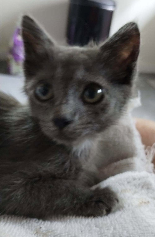 picture of the cat needing adoption