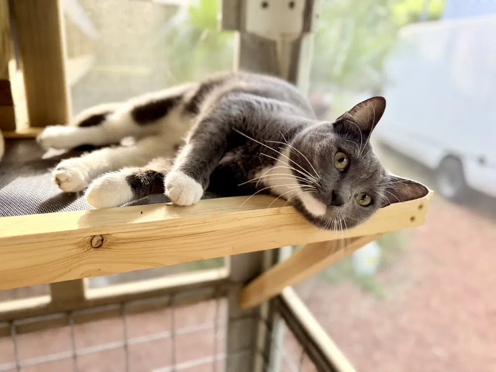 Periwinkle - Domestic Short Hair